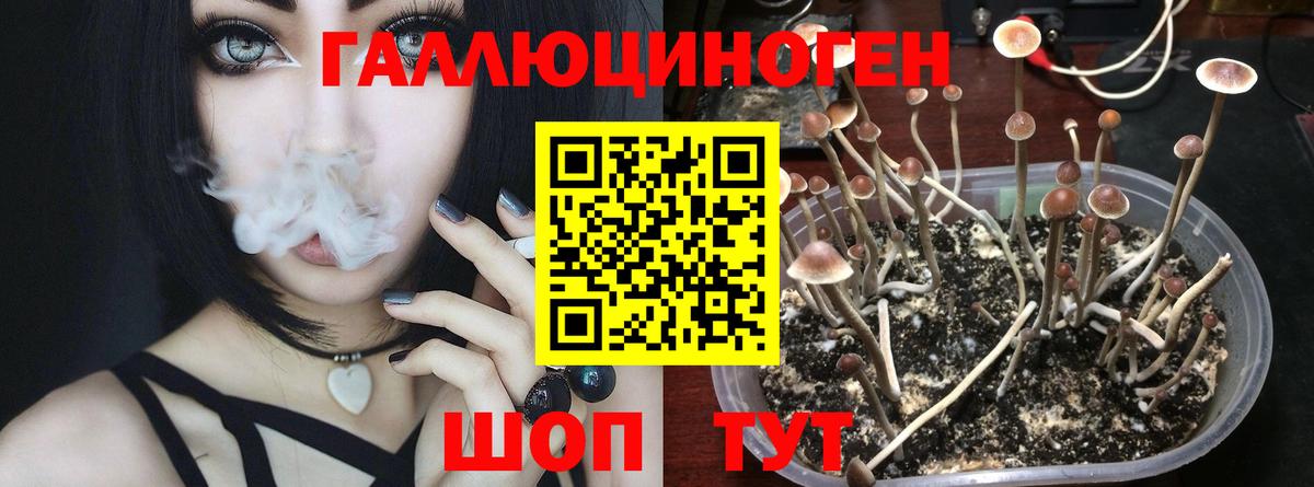 Галлюциногенные грибы Psilocybe Батайск
